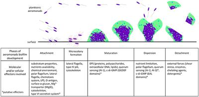 The Social Life of Aeromonas through Biofilm and Quorum Sensing Systems